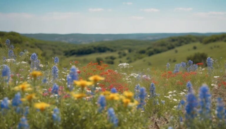 Best Time for Wildflowers in Texas Hill Country